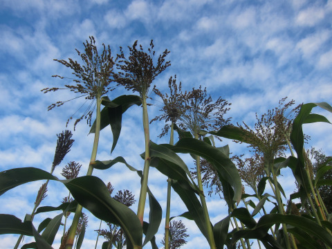 Broom corn before the rain