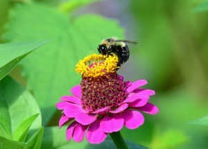 Bumblebee on a Zinnia