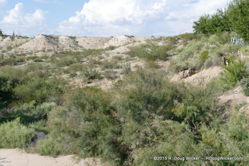 Chihuahua Desert vegetation