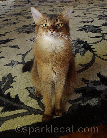 It took my human long enough to do them!