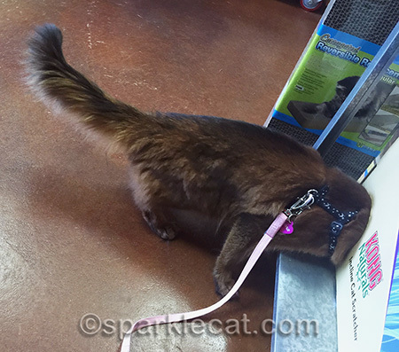 Smelled like catnip in there!