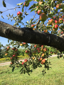 apple20155
