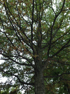 Oak_tree_09262015