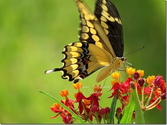 GiantSwallowtail2