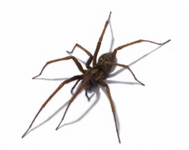 House Spider --- Image by © Digital Zoo/Corbis