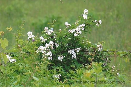 Beginning landscape Quilting Natalie Sewell and Nancy Zieman