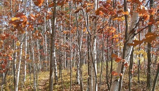 Beginning landscape Quilting Natalie Sewell and Nancy Zieman