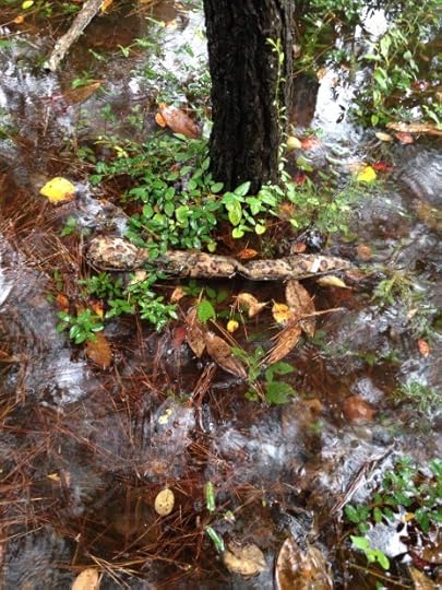 Watch out for Hadley's old stuffed snake!