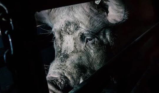 Pig