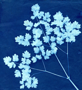 These images of leaves placed on cyanotype paper was a process that began in 1842. Rather like a