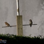 IMGP7083