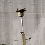 IMGP7087