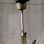 IMGP7090