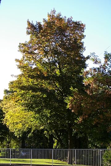 Tree Project - image 31