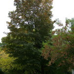 Tree Project - image 30