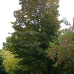 Tree Project - image 29