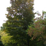 Tree Project - image 28