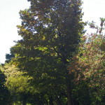 Tree Project - image 27