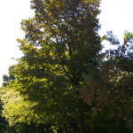 Tree Project - image 26