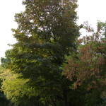 Tree Project - image 25