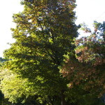 Tree Project - image 24
