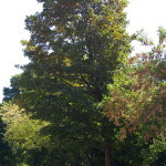 Tree Project - image 23