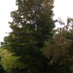 Tree Project - image 22