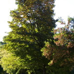 Tree Project - image 21
