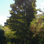Tree Project - image 20