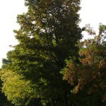 Tree Project - image 19