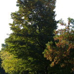 Tree Project - image 18