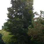 Tree Project - image 17