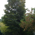 Tree Project - image 16