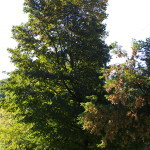 Tree Project - image 15