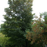 Tree Project - image 14