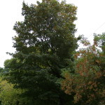 Tree Project - image 13