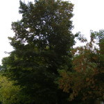 Tree Project - image 12