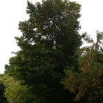 Tree Project - image 11