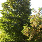 Tree Project - image 10