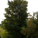 Tree Project - Image 9