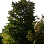 Tree Project - image 8
