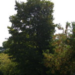 Tree Project - image 7