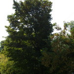 Tree Project - image 6