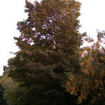 Tree Project - image 5