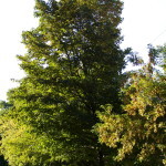 Tree Project - image 4