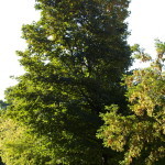 Tree Project - image 3