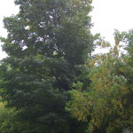 Tree Project - Image 2