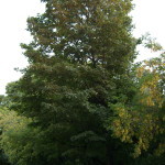 Tree Project - Image 1