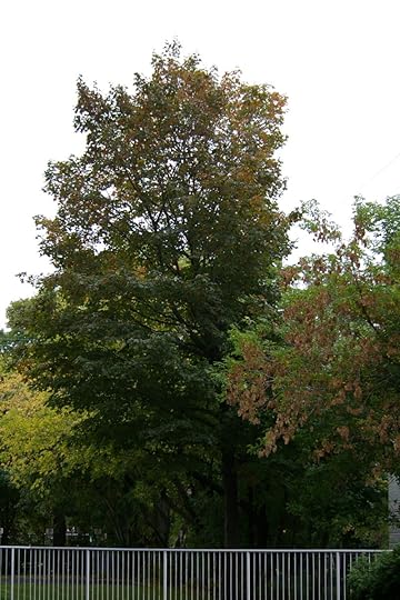 Tree Project - image 30