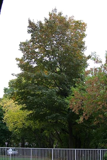 Tree Project - image 29